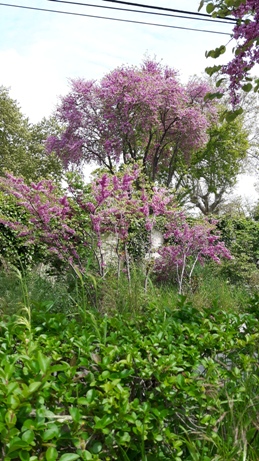 Primavera en la finca Vista Alegre