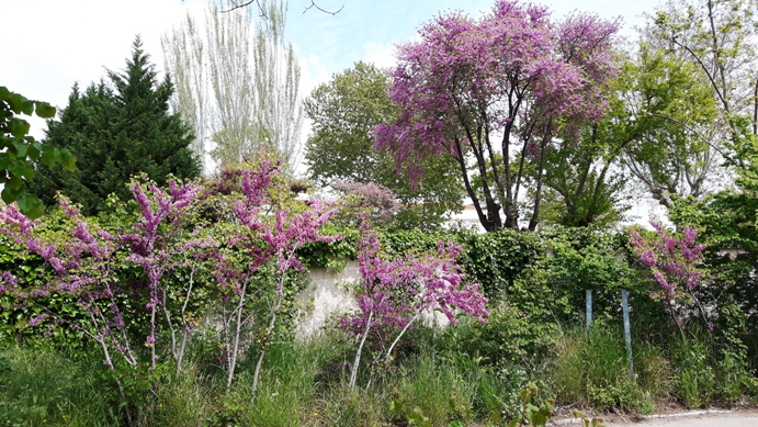 Primavera en la finca Vista Alegre